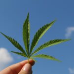 benchmarking cannabis ERP